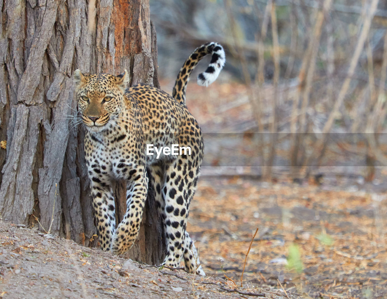 Leopard walking outdoors