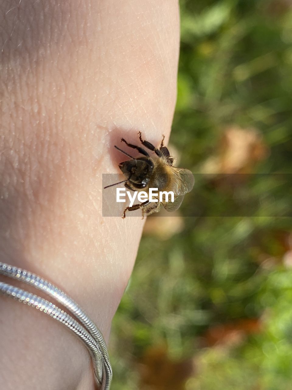 animal themes, animal, animal wildlife, hand, one animal, insect, wildlife, one person, close-up, macro photography, focus on foreground, finger, nature, human skin, skin, day, limb, outdoors, adult