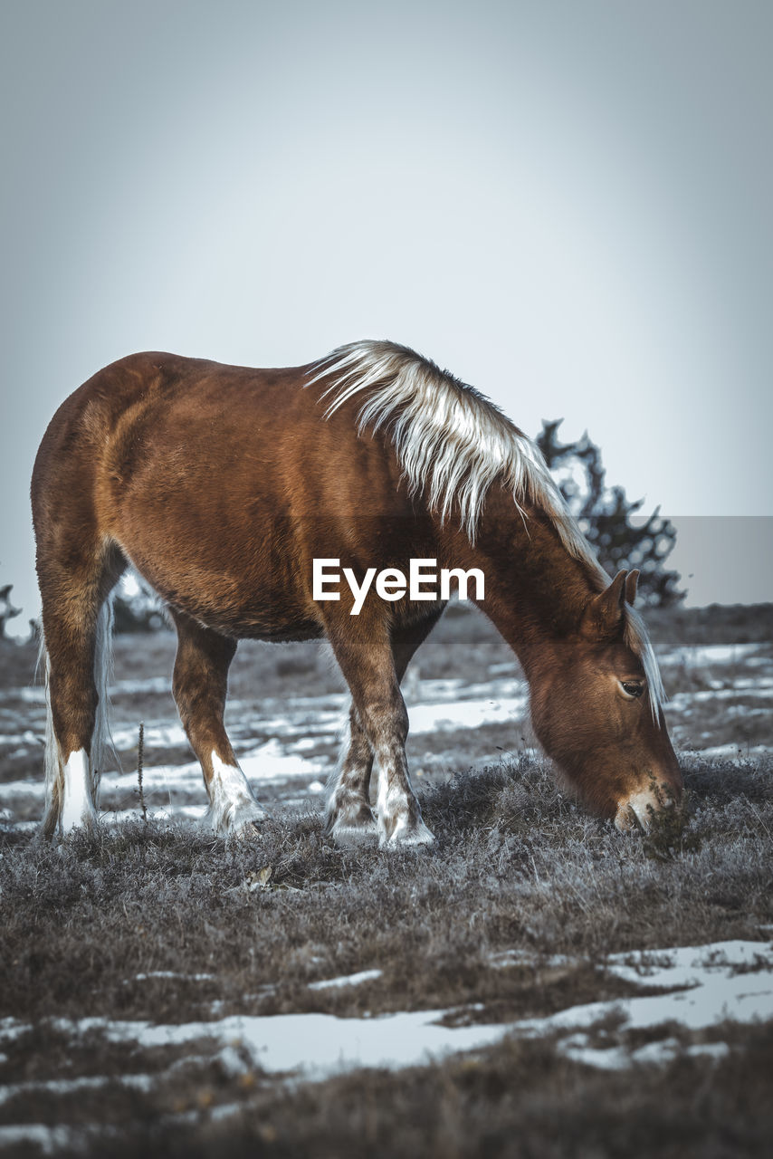 HORSE ON A FIELD