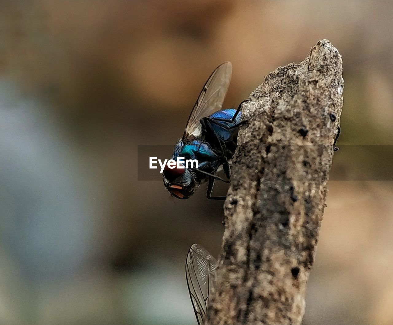 CLOSE-UP OF DAMSELFLY PERCHING ON WOOD