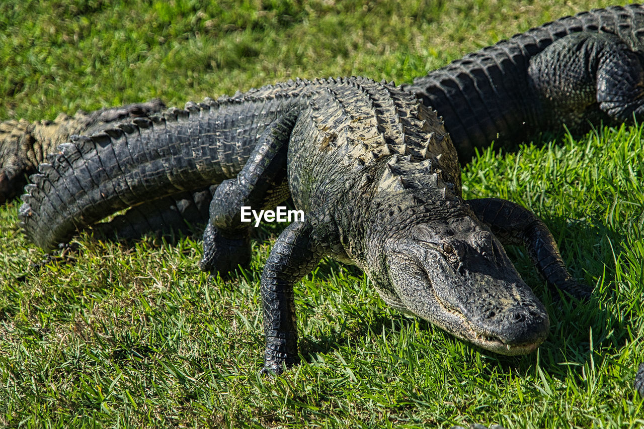 Close up view of lizards alligators gators on grass