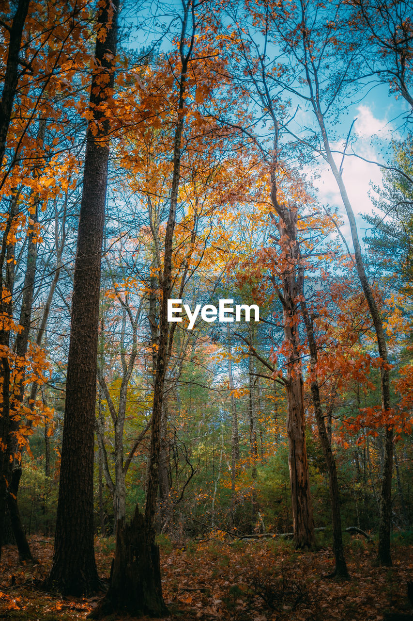 SCENIC VIEW OF FOREST AGAINST SKY