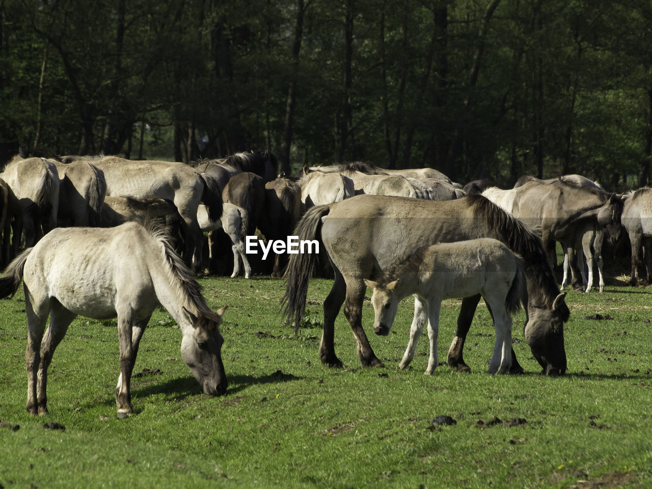Widl horses in germany