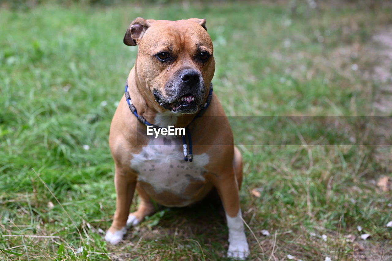 Brown staffordshire dog sitting in a park in egmond aan zee looking at the camera