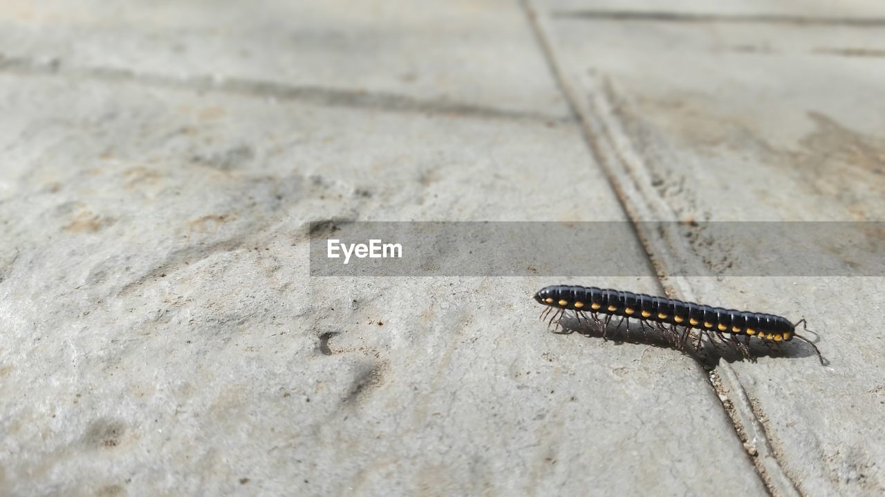 Centipede walking down the street from tropical bush