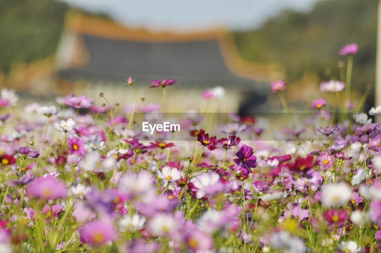 Close-up of pink flowering plants on field