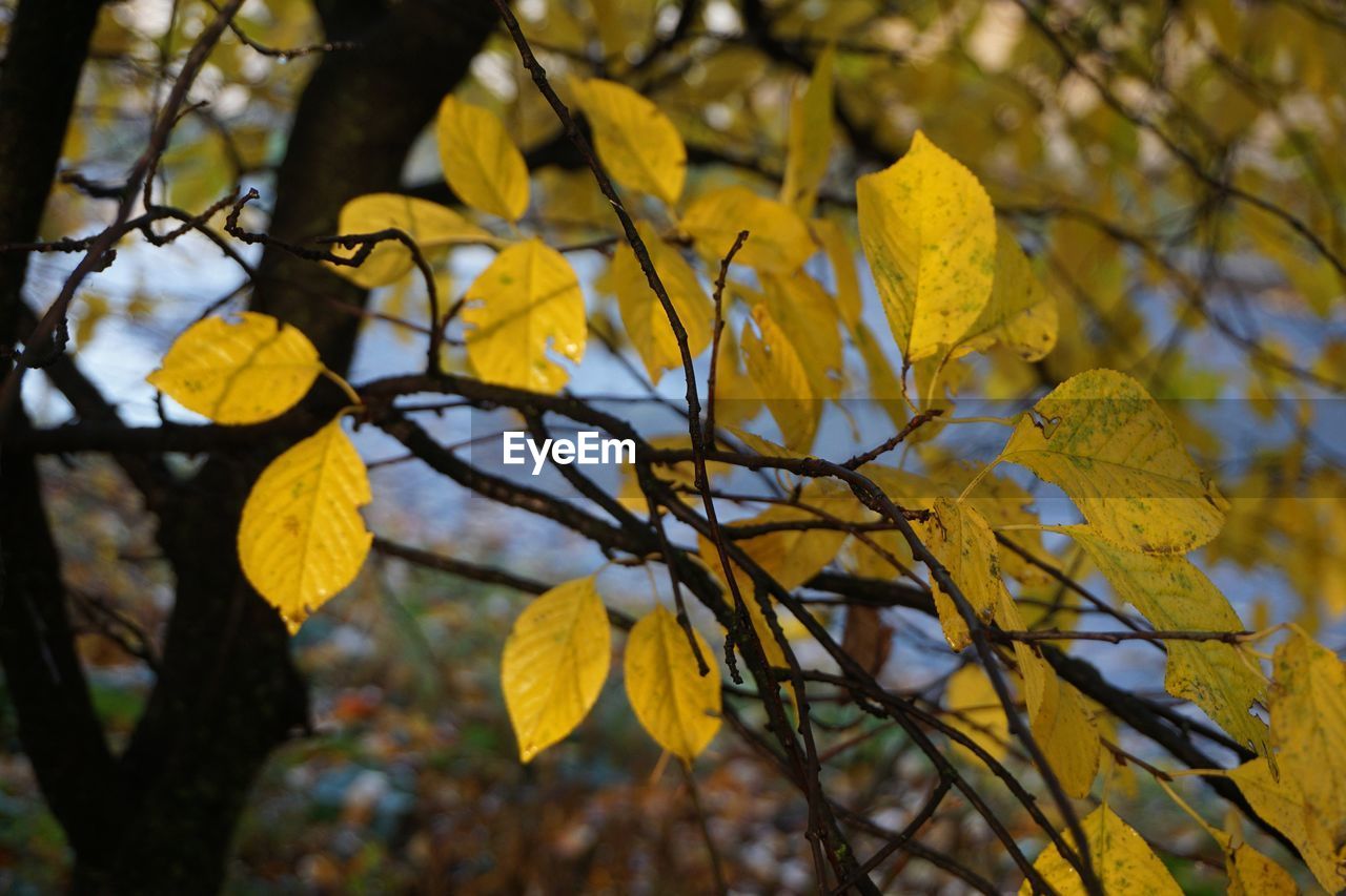 Close-up of yellow flowering plant during autumn