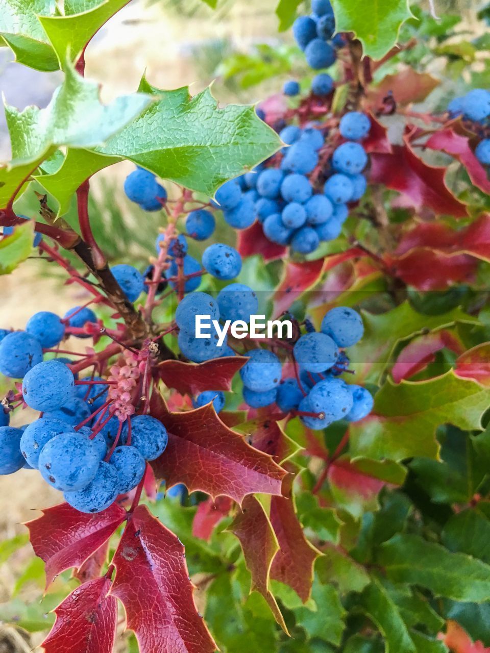 CLOSE-UP OF FRUITS ON TREE