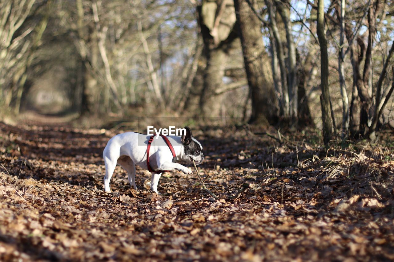 French bulldog running on field at forest