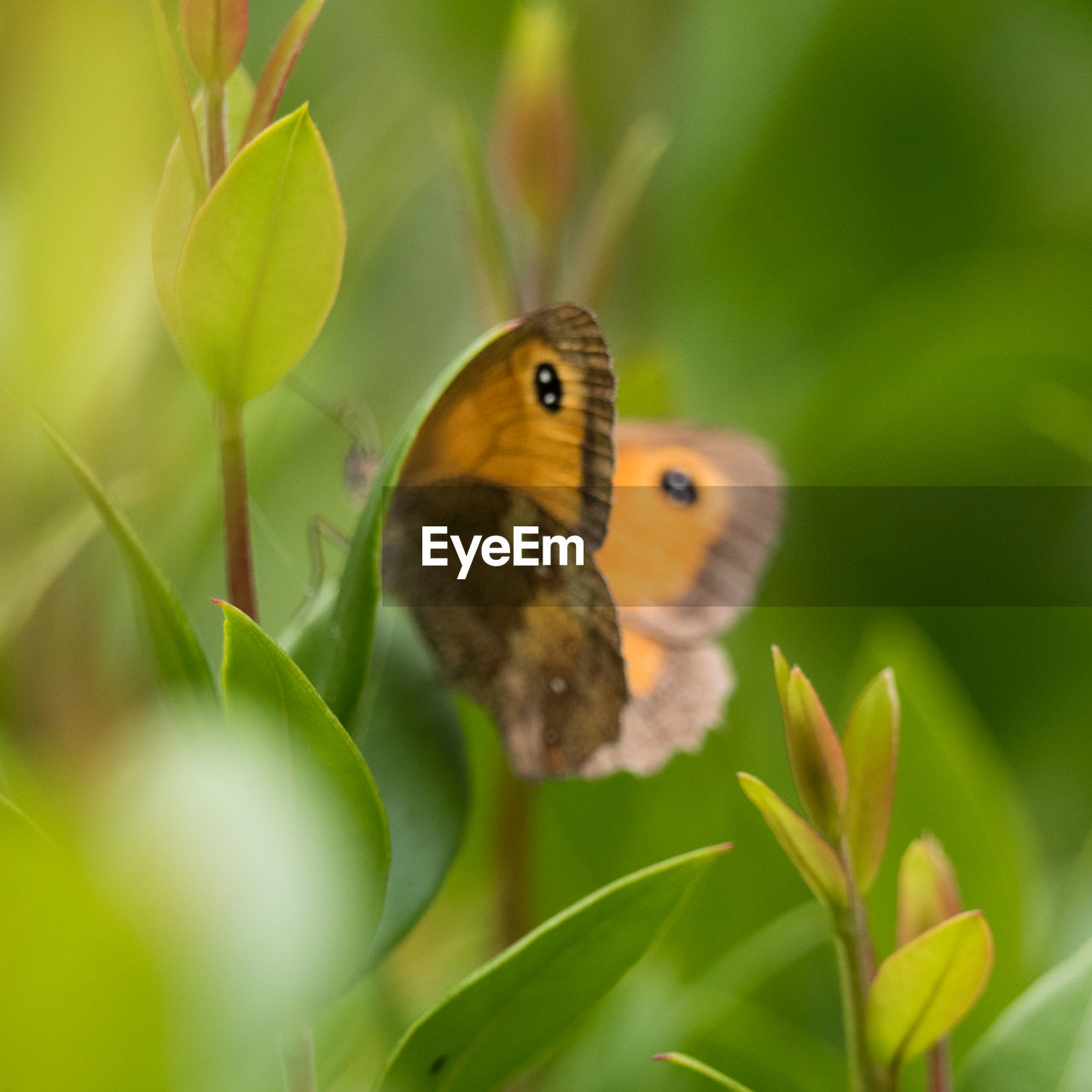 BUTTERFLY PERCHING ON PLANT