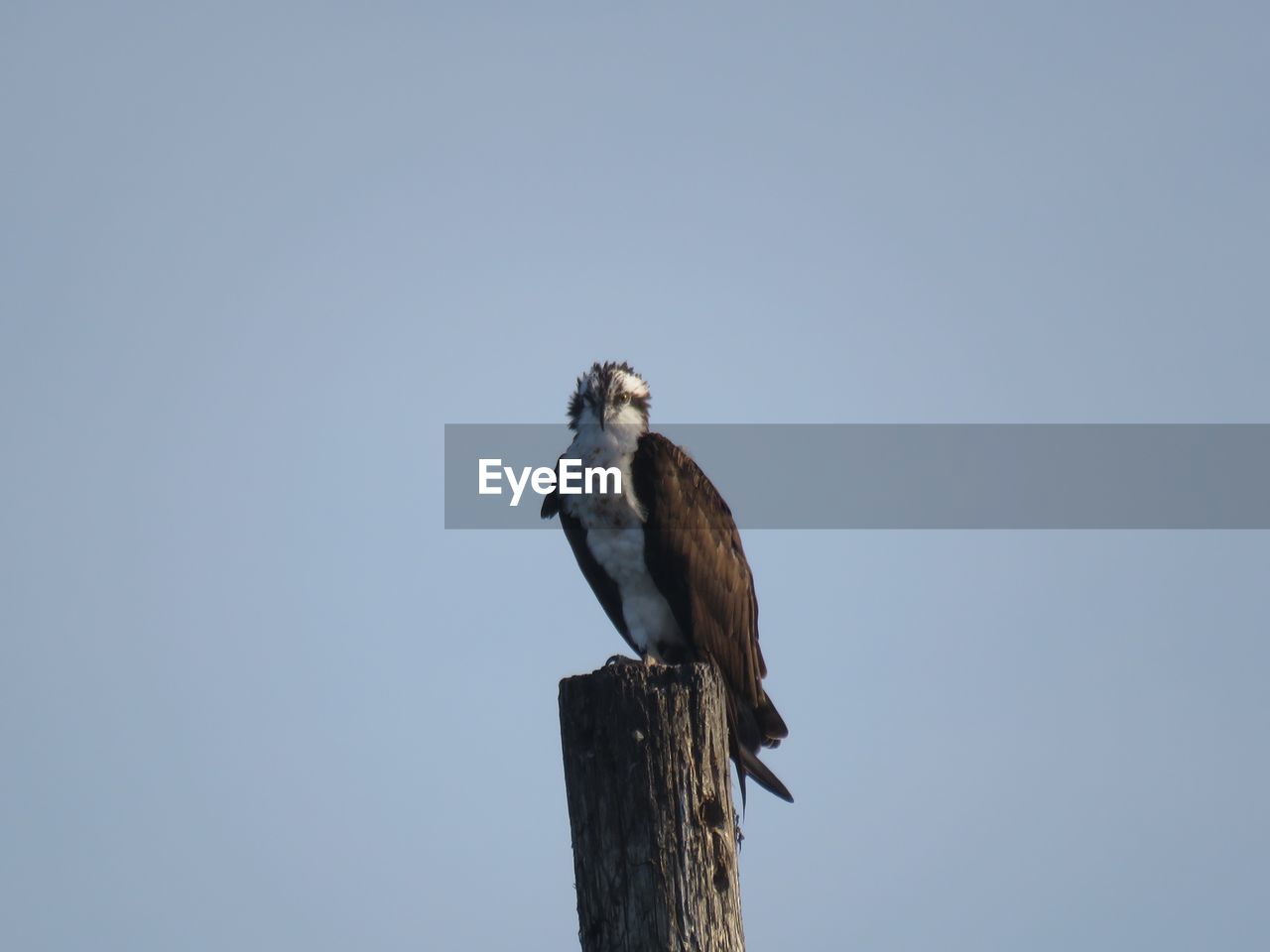 Low angle view of an osprey perching on a wooden post against clear  blue sky