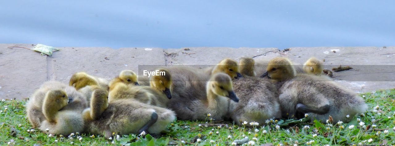 Goslings lying together next to a lake