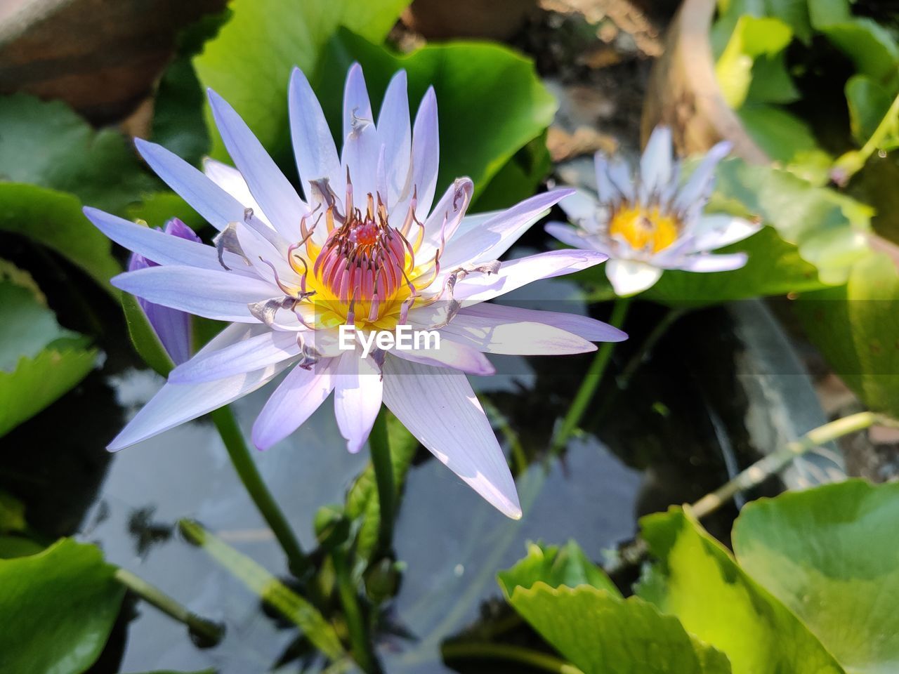 CLOSE-UP OF PURPLE WATER LILY IN PLANT