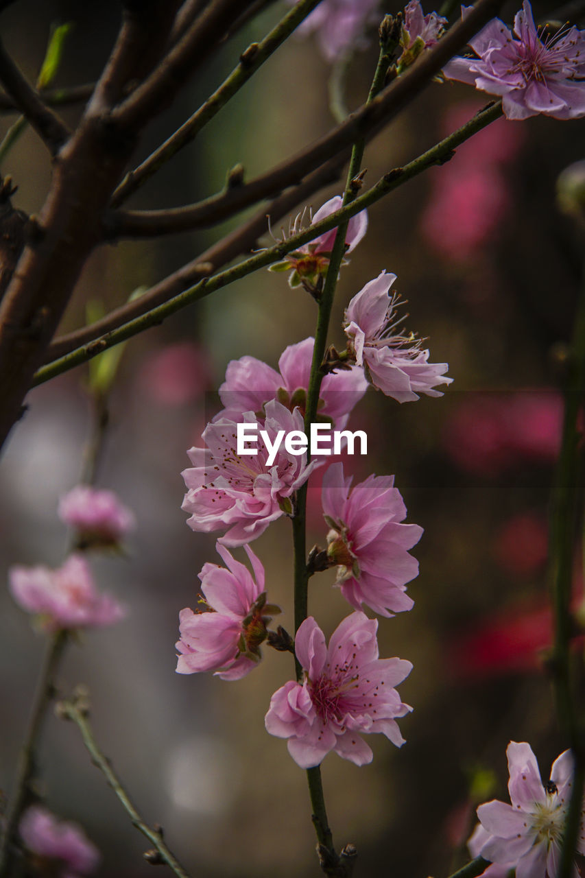 CLOSE-UP OF PINK CHERRY BLOSSOM PLANT