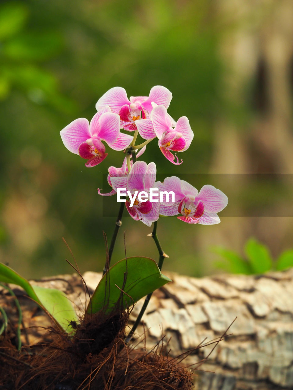 PINK FLOWERS BLOOMING OUTDOORS