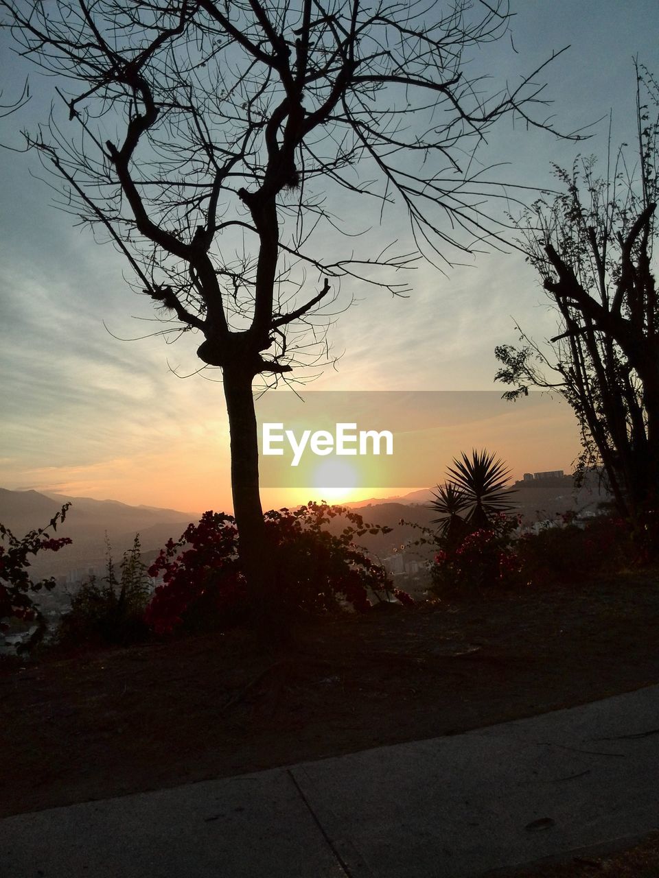 SILHOUETTE TREE AGAINST SKY DURING SUNSET