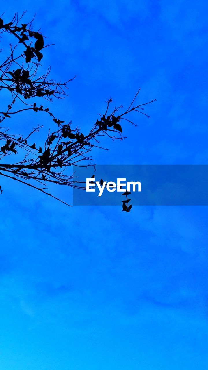 LOW ANGLE VIEW OF TREE AGAINST BLUE SKY