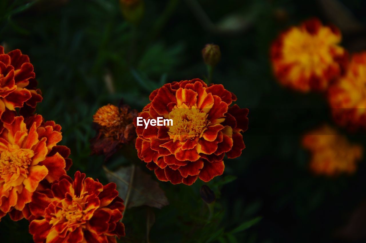 Close-up of orange marigold flowers