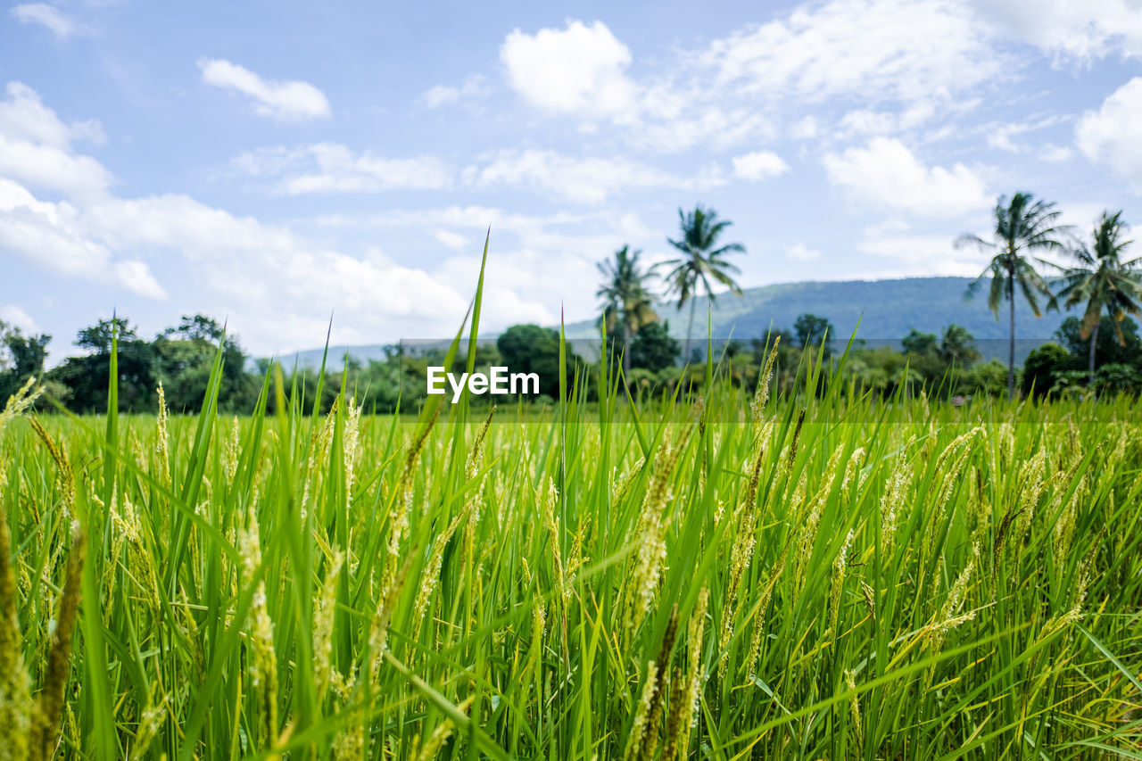 SCENIC VIEW OF FARM AGAINST SKY