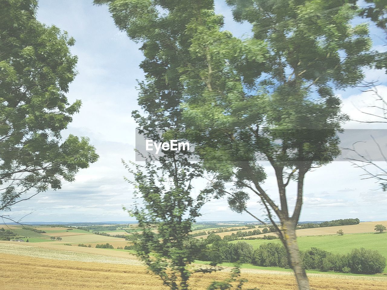 TREES GROWING IN FARM AGAINST SKY