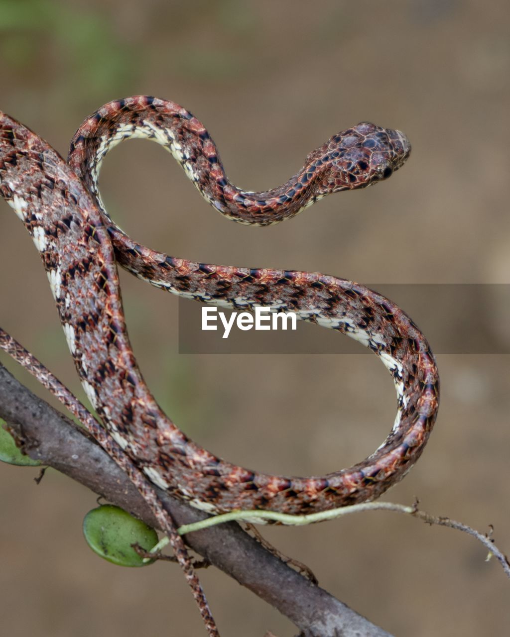 twig, branch, no people, reptile, snake, animal, nature, animal themes, focus on foreground, plant, close-up, tree, animal wildlife, outdoors