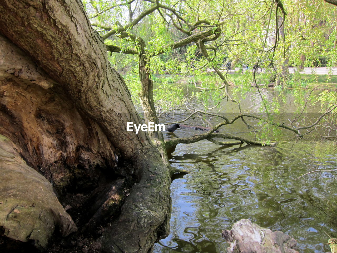 SCENIC VIEW OF TREE TRUNK BY LAKE IN FOREST