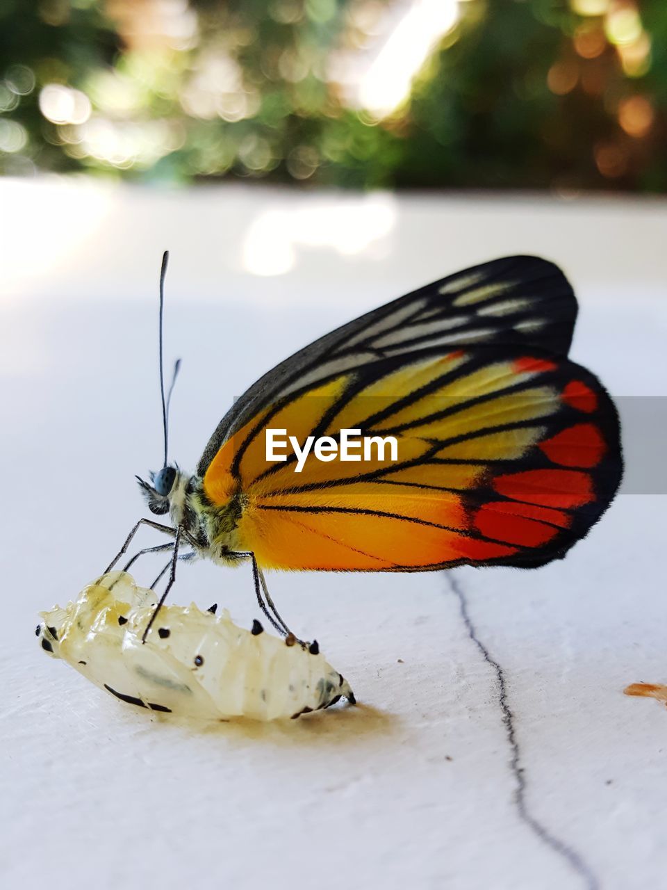 Close-up of butterfly