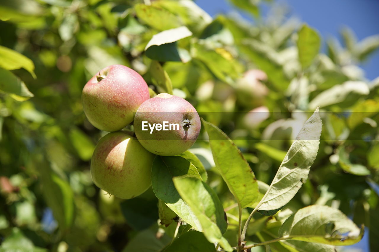 CLOSE-UP OF APPLES ON PLANT