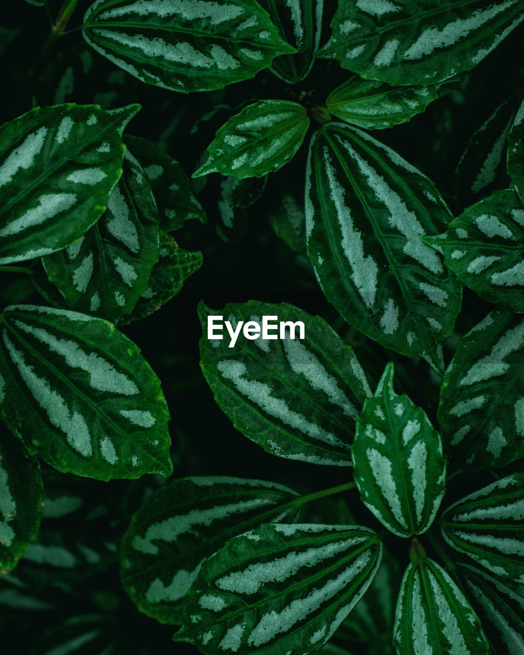 Closeup tropical green leaves nature and dark tone background concept