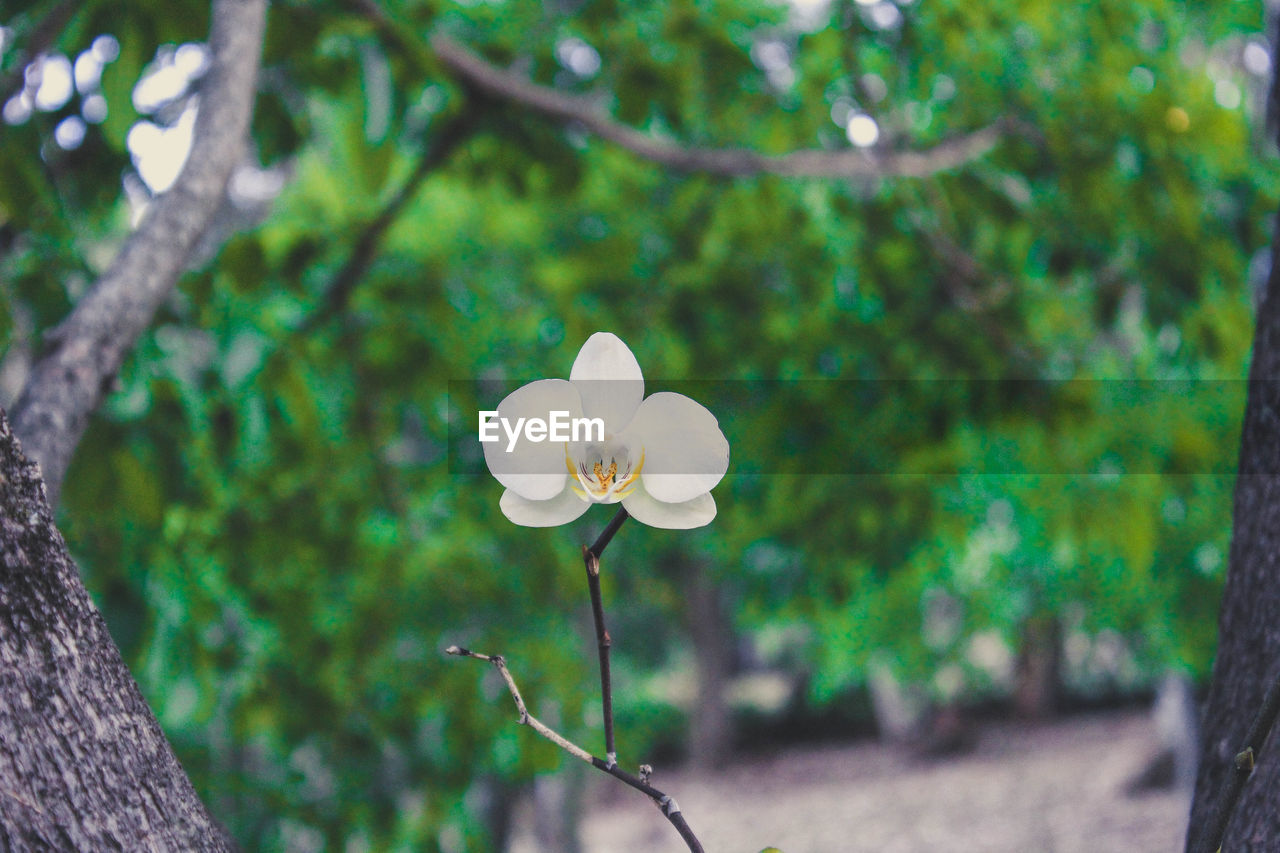 Close-up of white flowers blooming outdoors