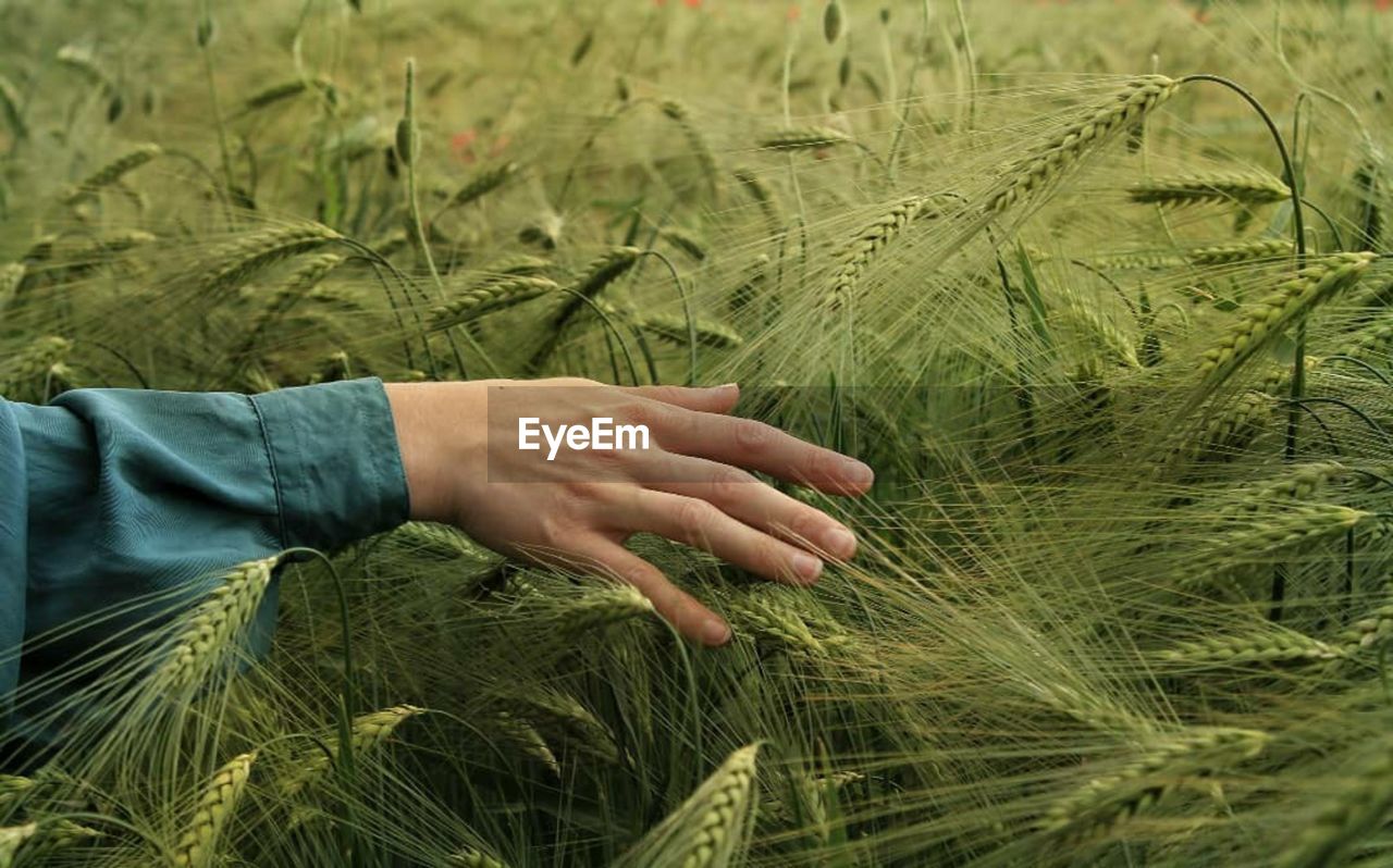 Midsection of man touching wheat plants on field