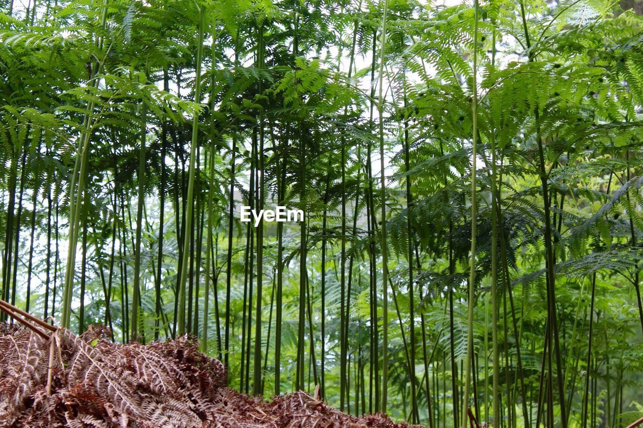 Low angle view of bamboo trees in forest