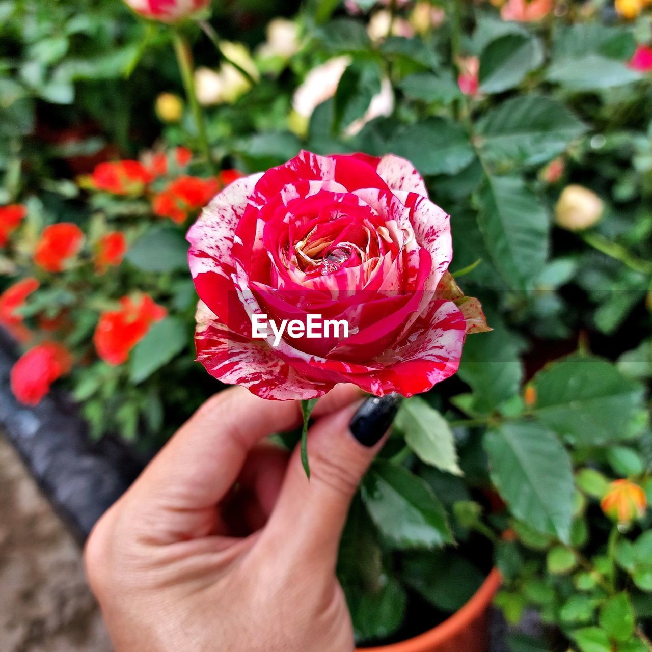 hand, flower, plant, flowering plant, freshness, holding, beauty in nature, one person, nature, red, close-up, fragility, petal, rose, flower head, growth, leaf, inflorescence, plant part, day, outdoors, focus on foreground, personal perspective, finger, lifestyles, pink, garden roses, adult, women