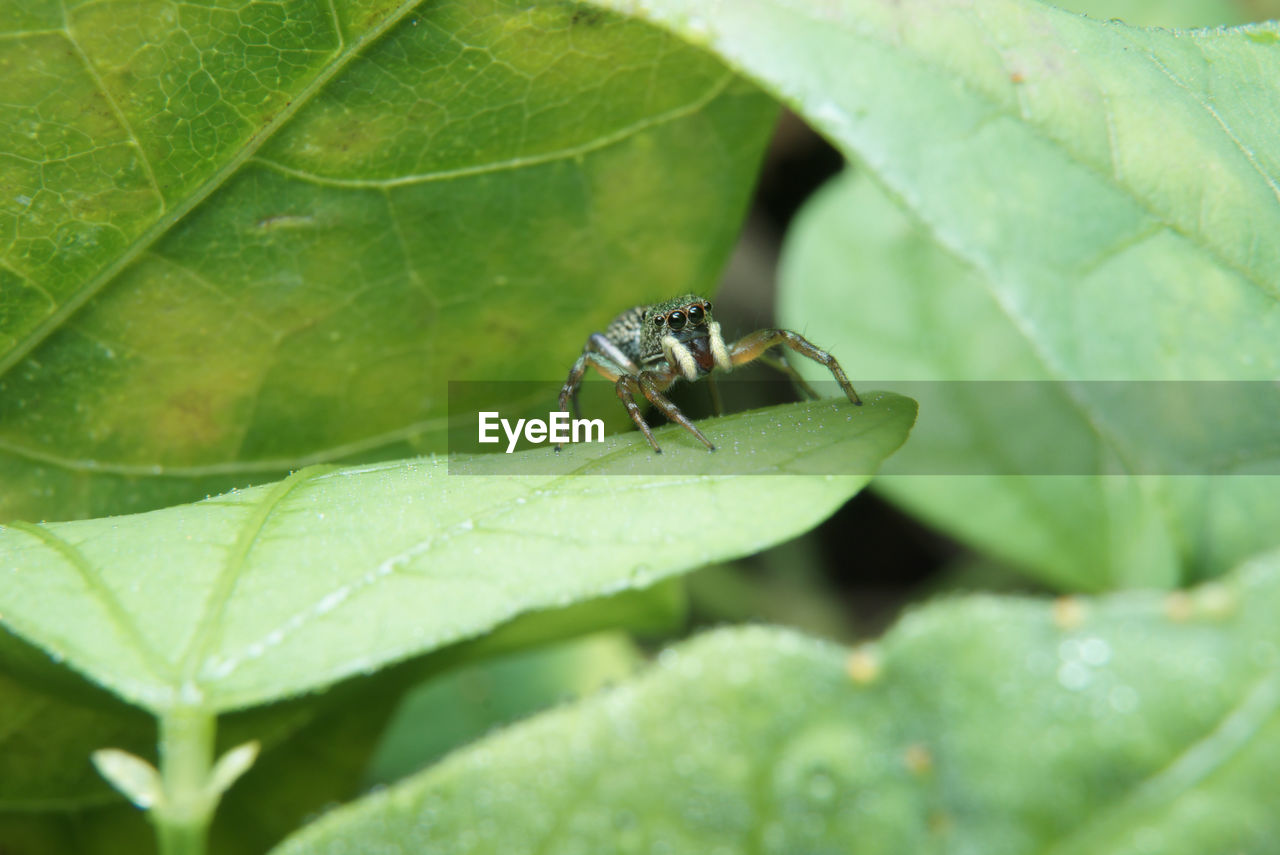 Close-up of insect on leaf