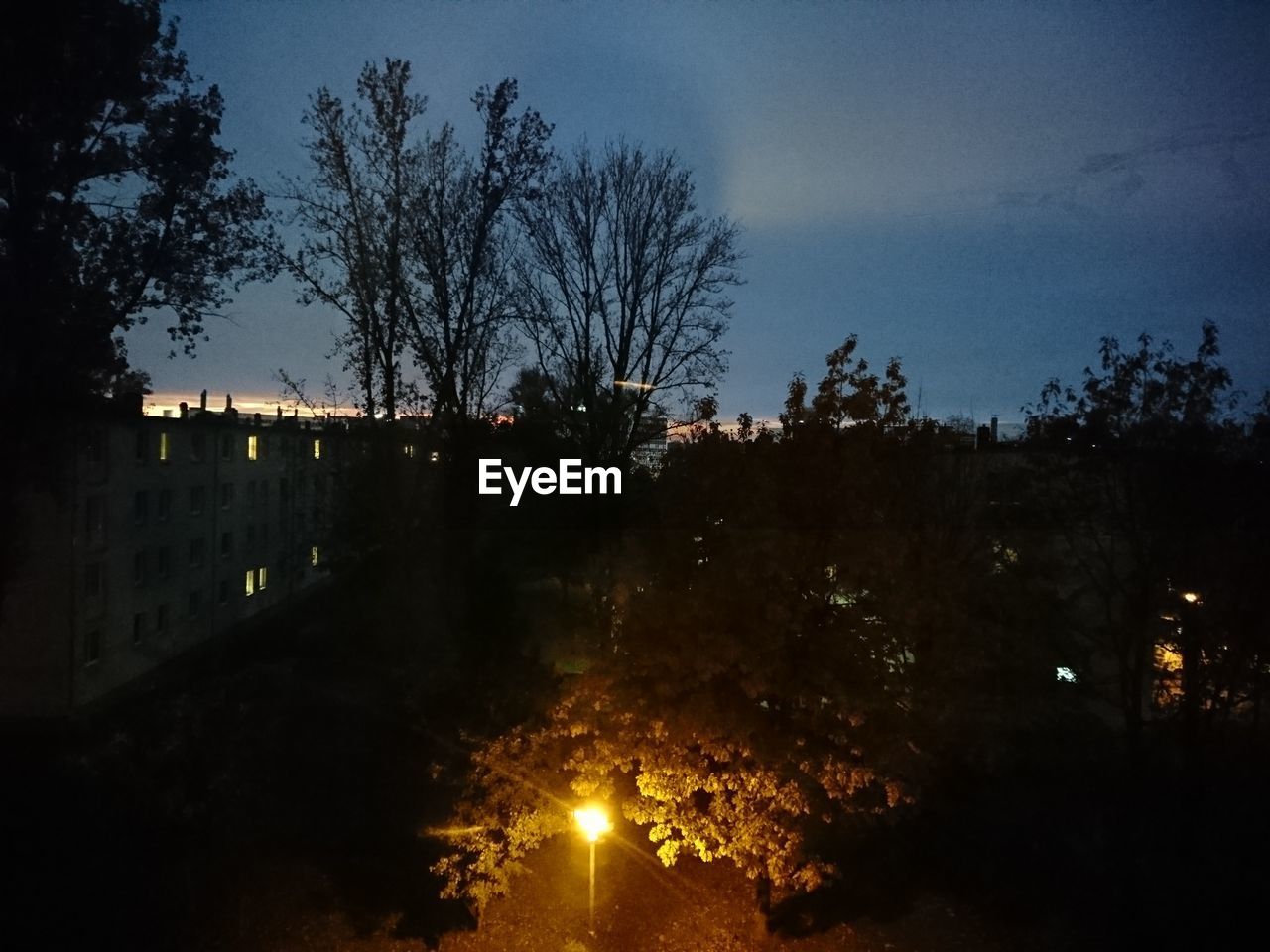 ILLUMINATED TREES AT NIGHT