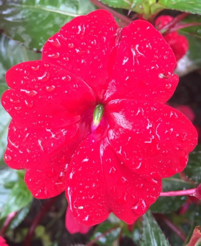 CLOSE-UP OF RED ROSE BLOOMING IN PARK