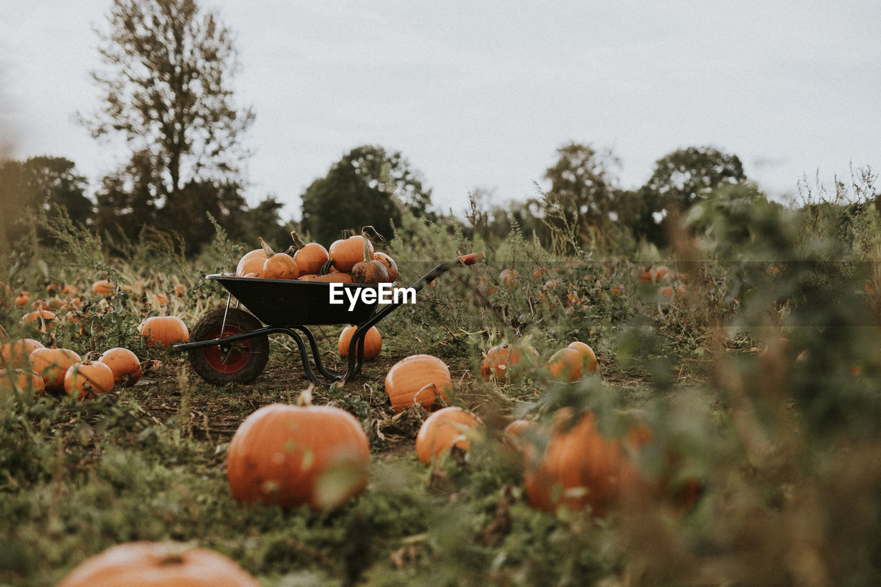 Halloween pumpkins in a wheelbarrow background dark autumn mood