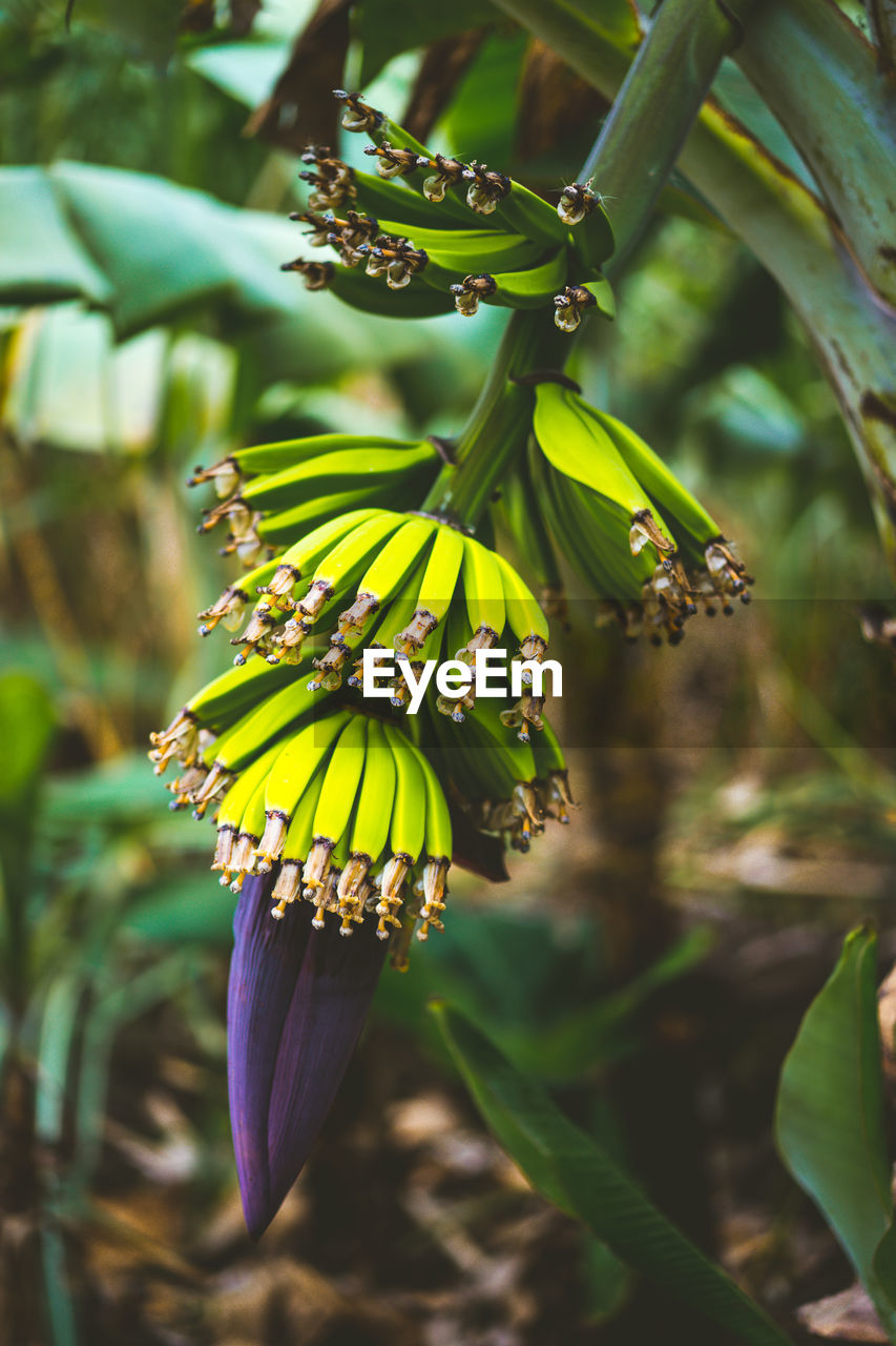 Close-up of purple flowering plant