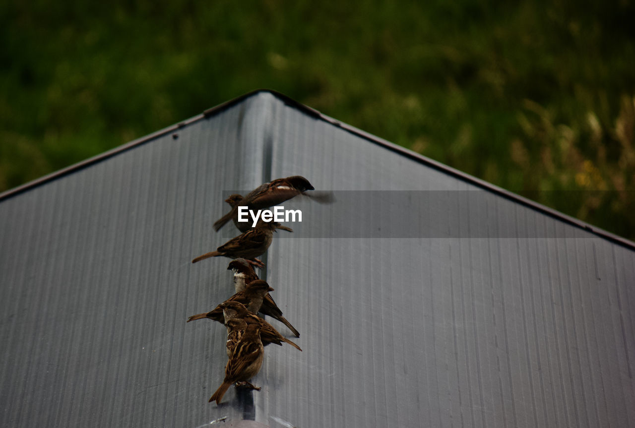 CLOSE-UP OF CRAB ON METAL FENCE