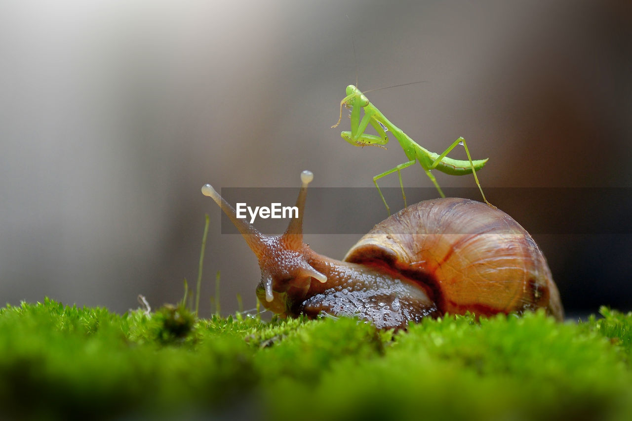 Close-up of praying mantis with snail on moss