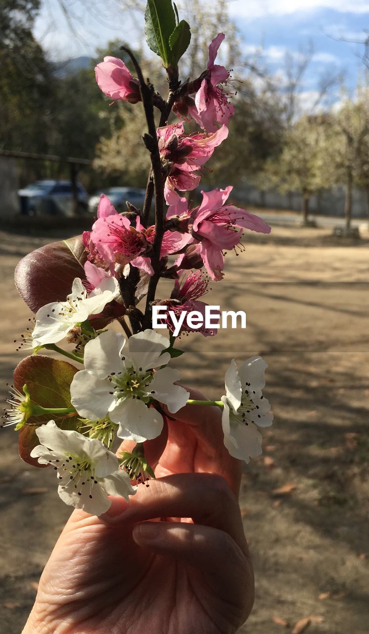 Cropped hand holding pink and white cherry blossoms