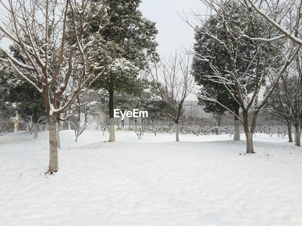 Bare trees on snow covered landscape
