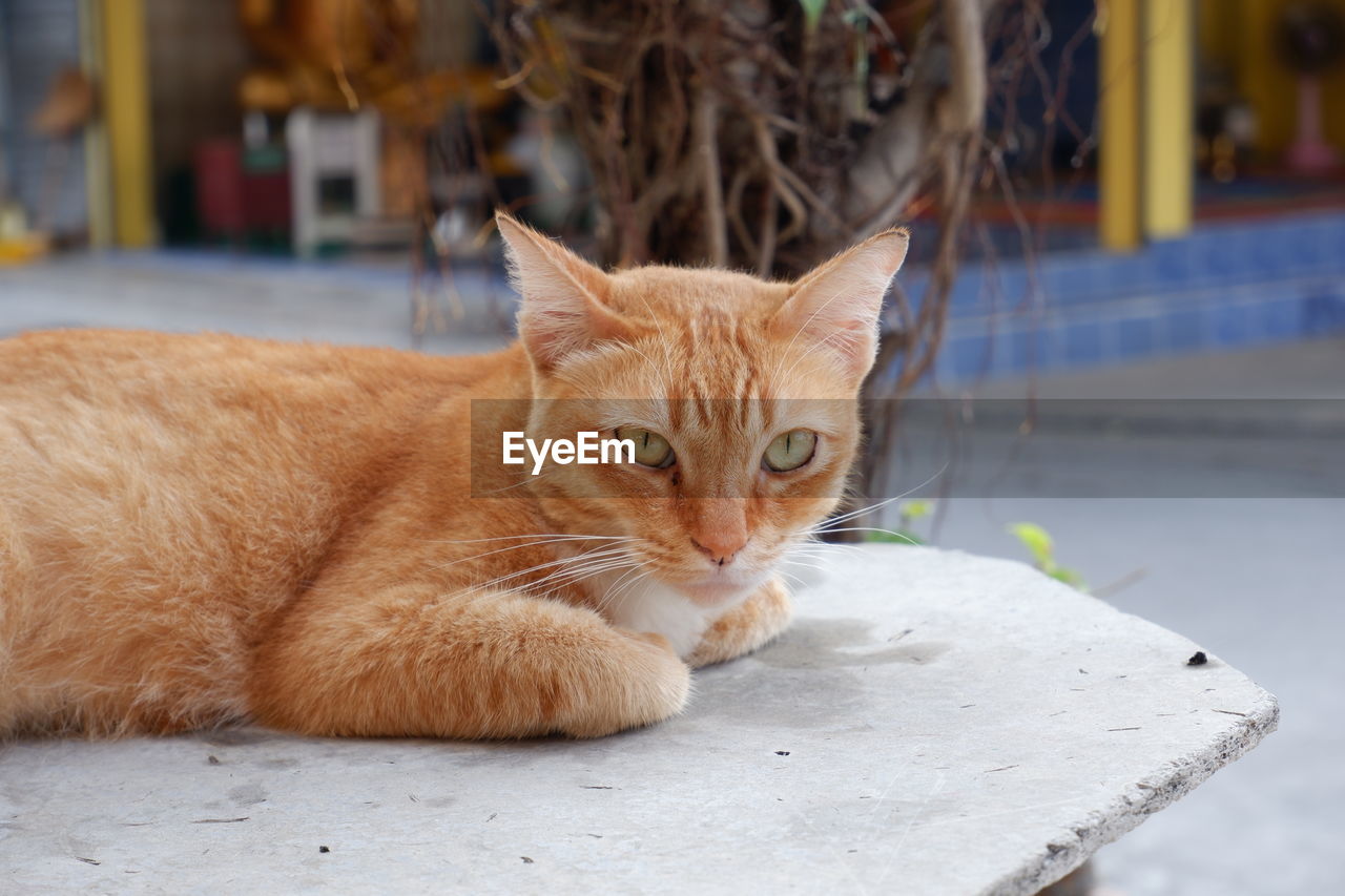 CLOSE-UP PORTRAIT OF A CAT LYING ON A FLOOR