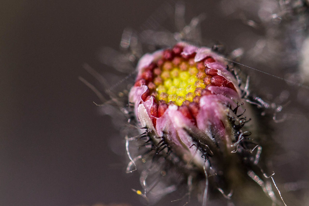 High angle view of pink flower bud growing outdoors