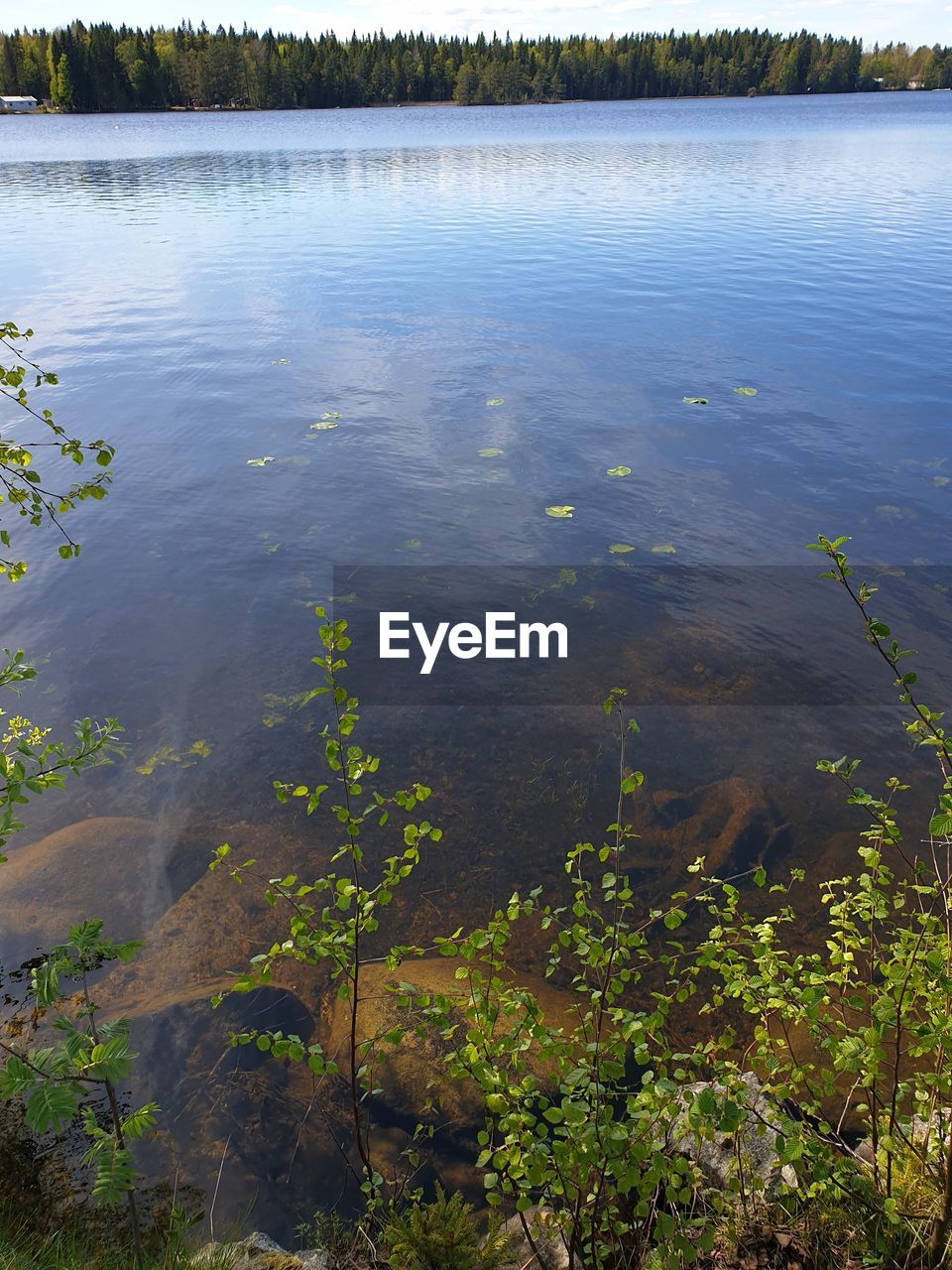 HIGH ANGLE VIEW OF PLANTS ON LAKE