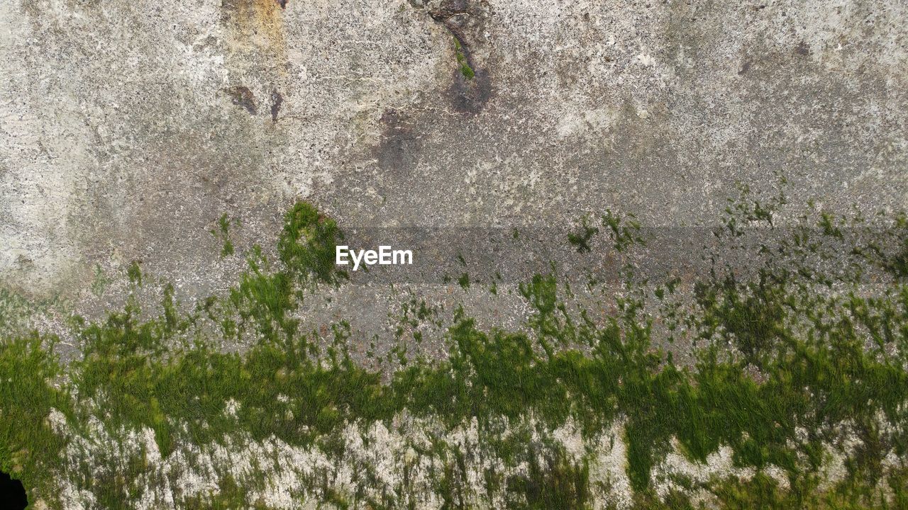 Close-up of plants