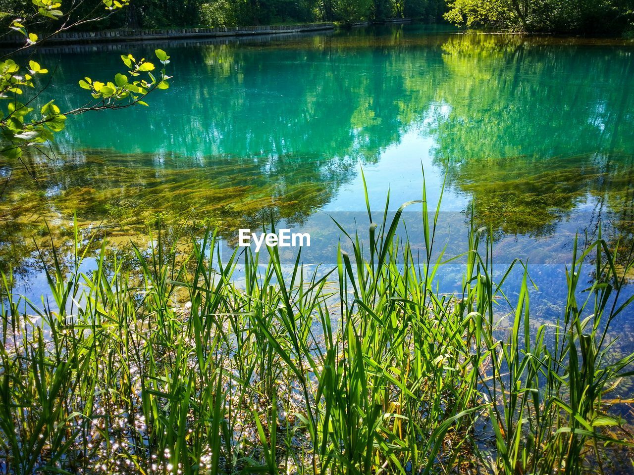 Reflection of trees in pond