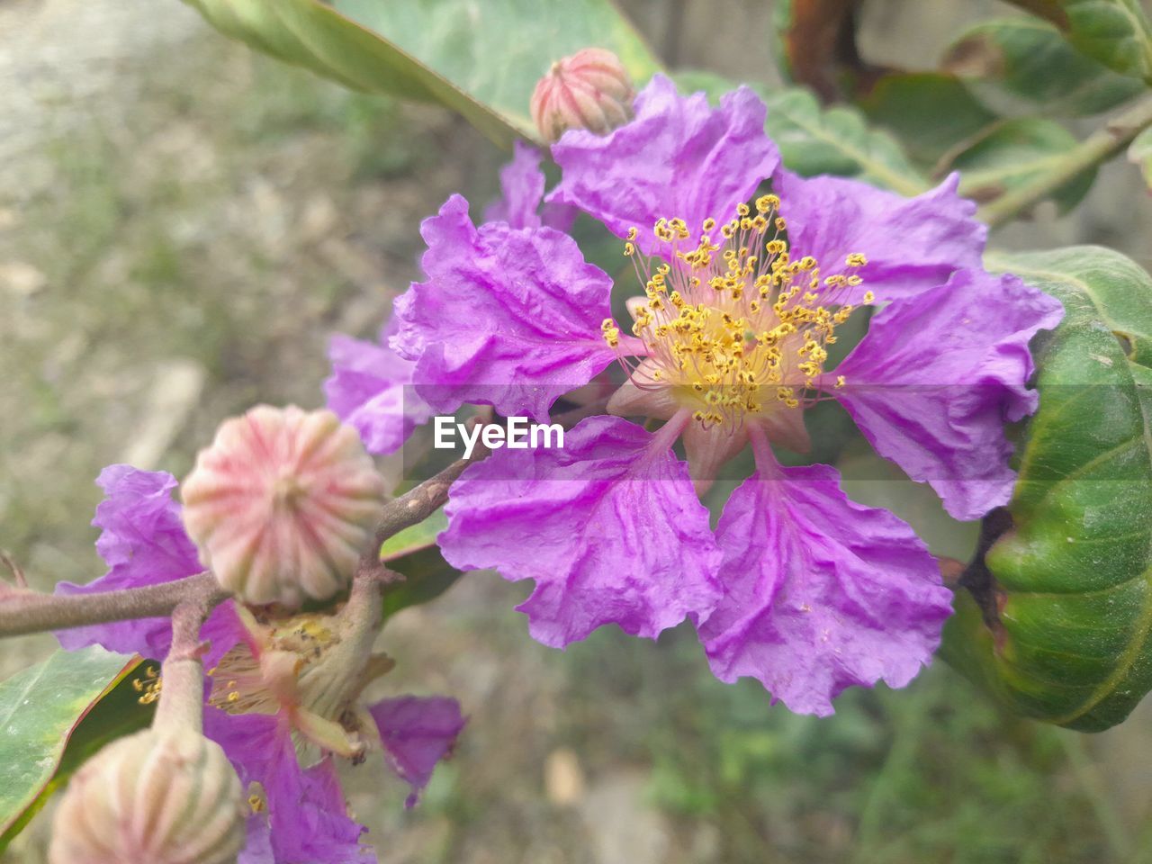 flowering plant, flower, plant, freshness, beauty in nature, purple, close-up, nature, flower head, fragility, growth, petal, pink, blossom, inflorescence, focus on foreground, wildflower, outdoors, plant part, day, leaf, animal wildlife, no people, pollen, botany