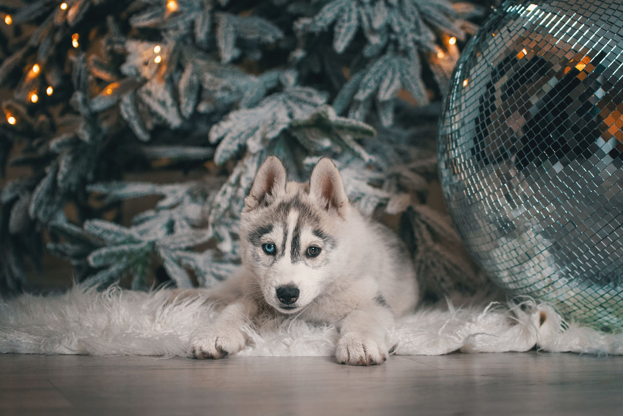 high angle view of dog