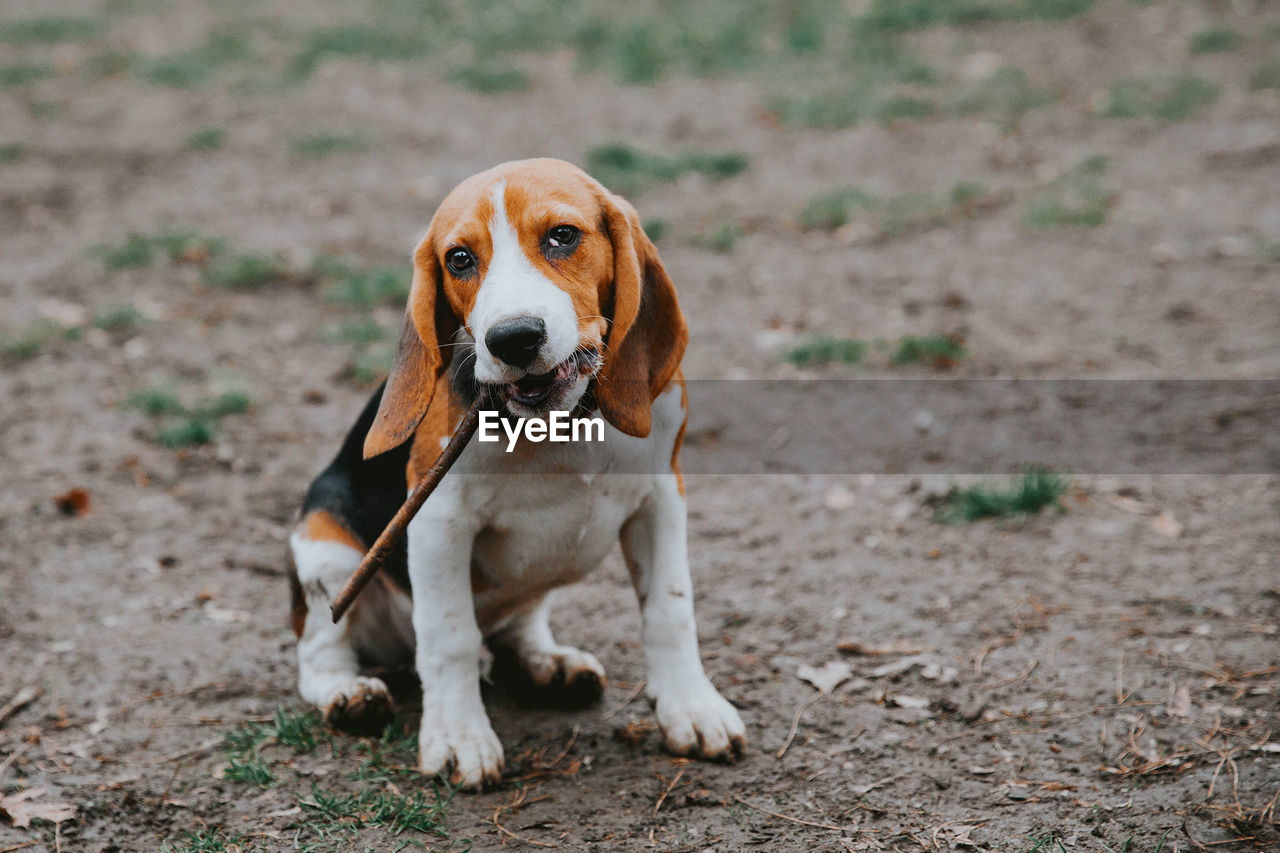 CLOSE-UP PORTRAIT OF DOG SITTING ON DIRT